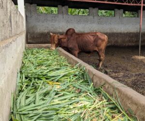 cattle shed currently