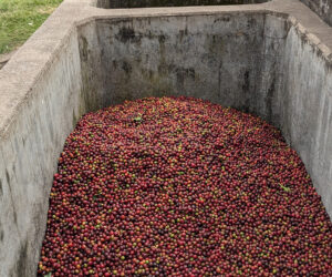 coffee farm currently
