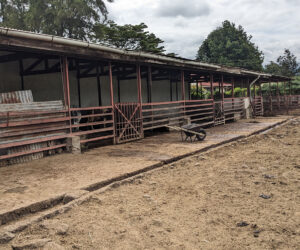 livetock area currently