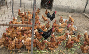poultry farm currently